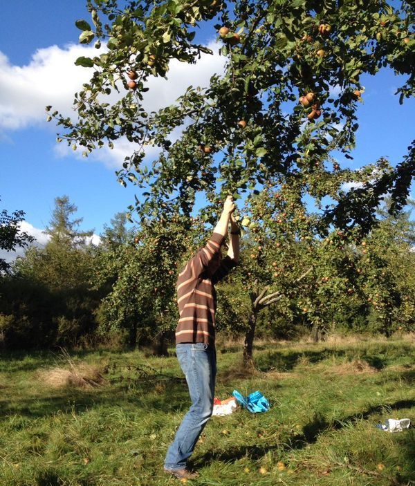 Schütteln des Apfelbaums